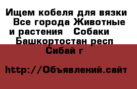 Ищем кобеля для вязки - Все города Животные и растения » Собаки   . Башкортостан респ.,Сибай г.